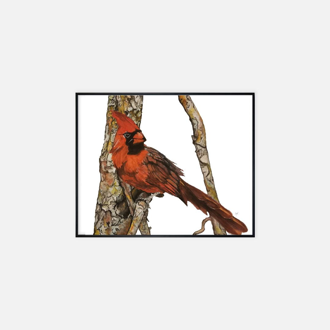 Print (16" x 20") - "Cardinal"