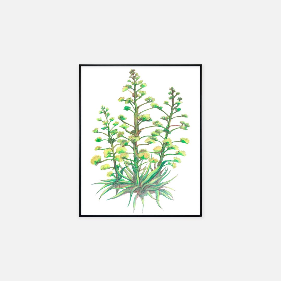 Print (16" x 20") - "Arizona Christmas Trees"