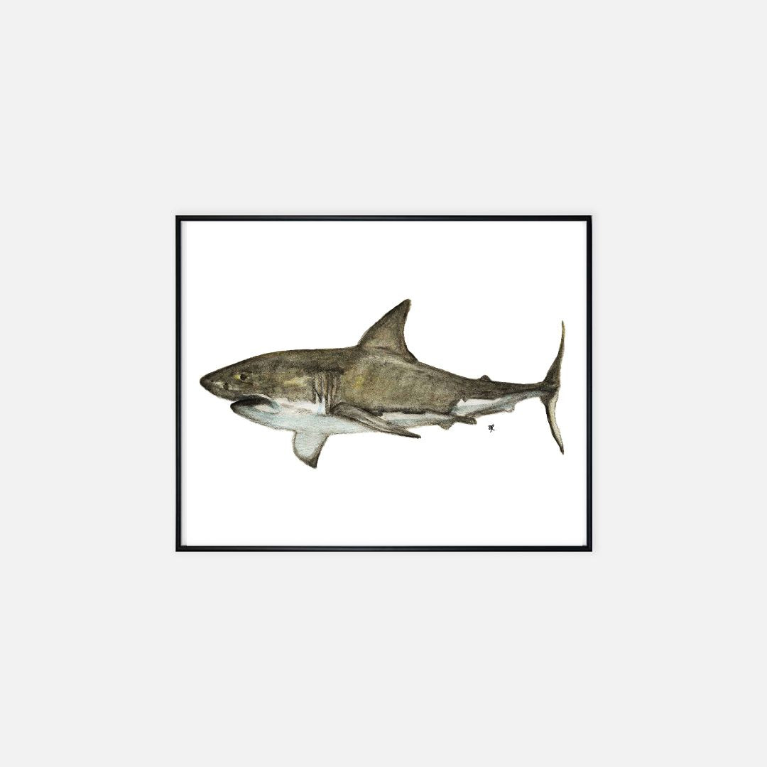Print (16" x 20") - "Great White Shark"