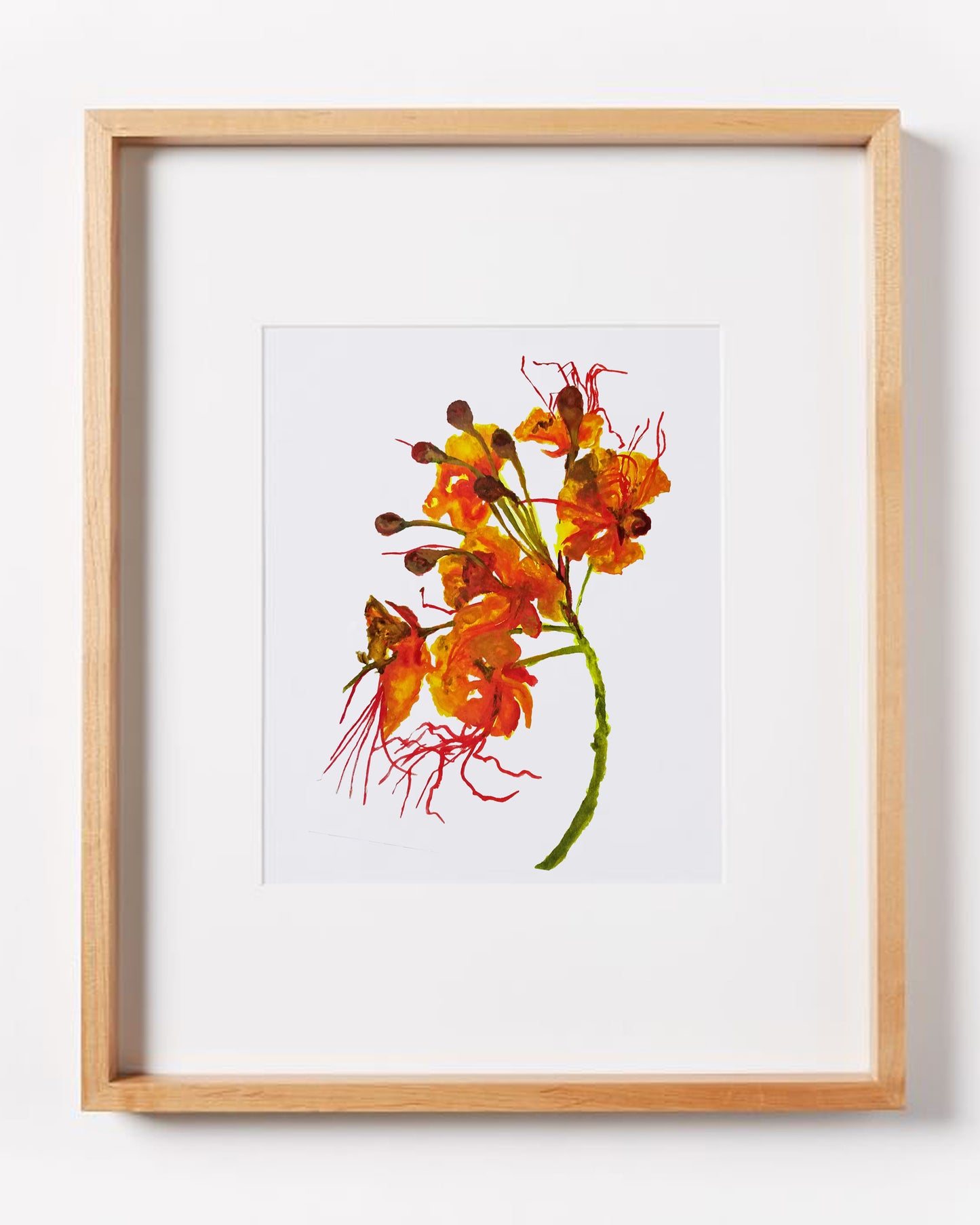 Mexican Bird of Paradise Print