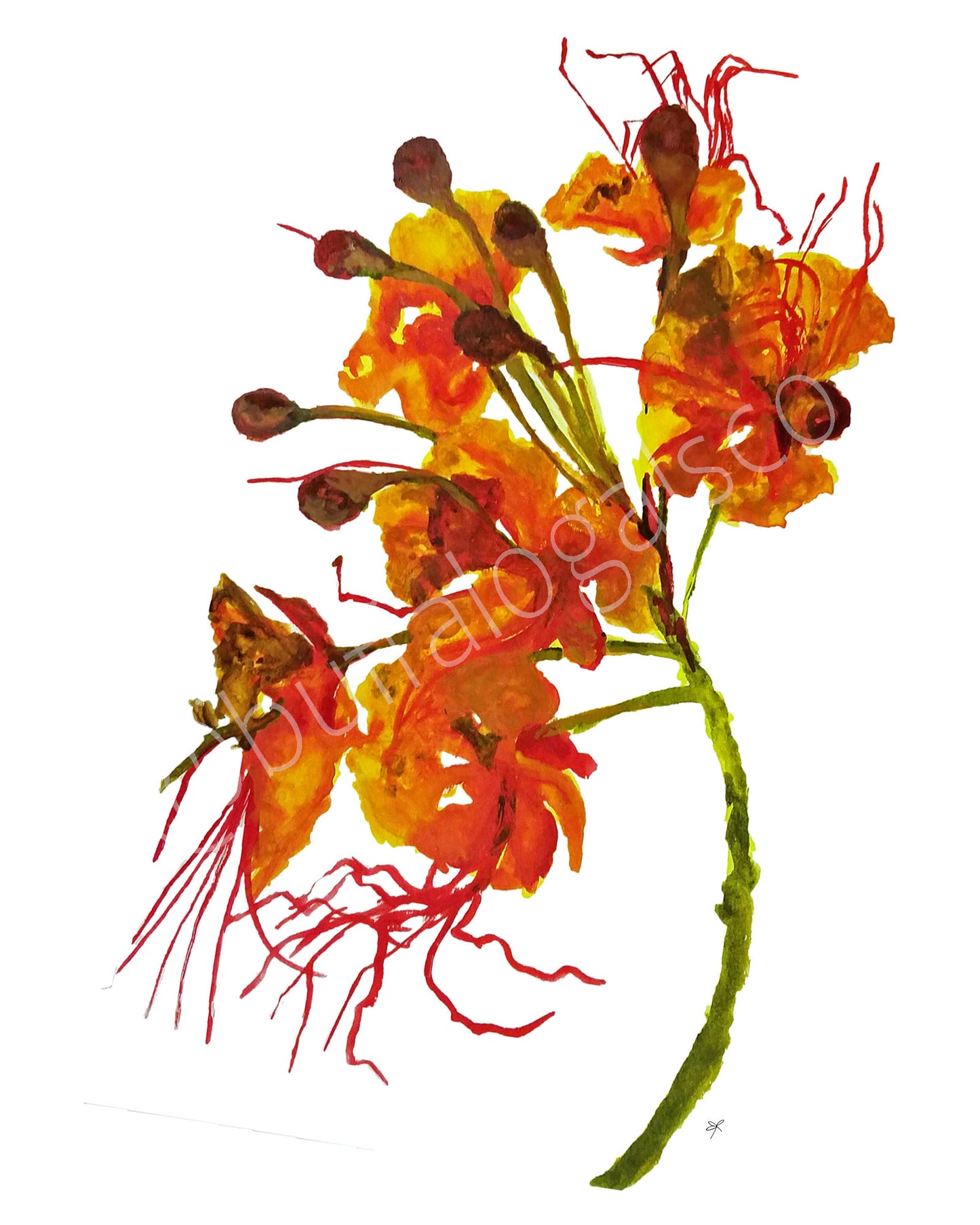 Mexican Bird of Paradise Print