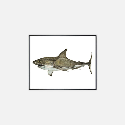 Print (16" x 20") - "Great White Shark"