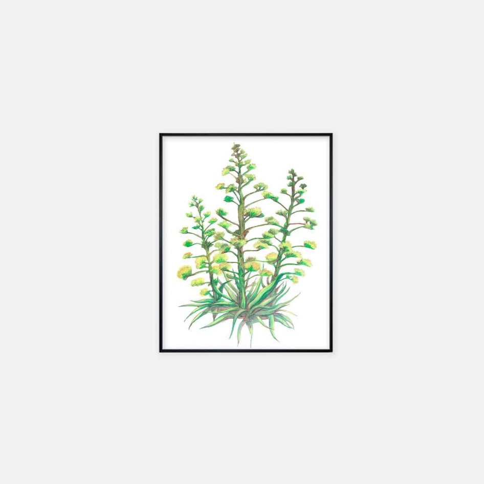 "Arizona Christmas Trees" - Print (11" x 14")