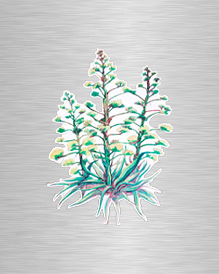 Arizona Christmas Trees Vinyl Sticker/Decal